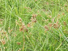 Bolboschoenus yagara