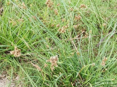 Bolboschoenus yagara