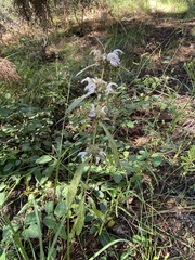 Monarda pectinata