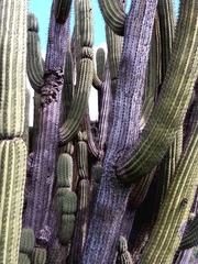 Trichocereus chiloensis