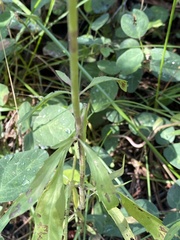 Monarda pectinata
