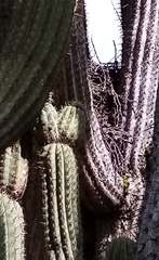 Trichocereus chiloensis