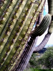 Trichocereus chiloensis