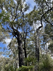 Eucalyptus marginata