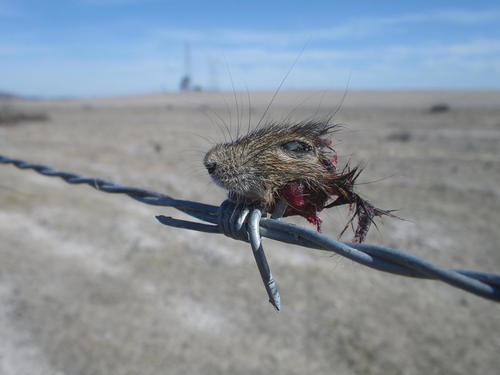 Cape Four-striped Grass Mouse, briers louw nature reserve, photo 10 of 10