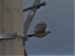 Turdus rufopalliatus