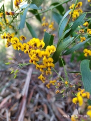 Daviesia corymbosa