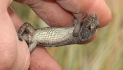 Pseudocordylus subviridis