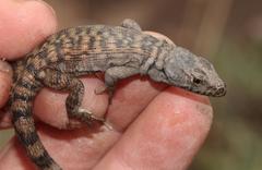 Pseudocordylus subviridis