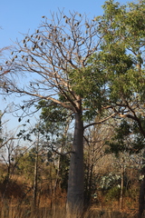 Adansonia gregorii