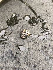 Rapaninae