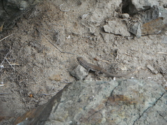 Liolaemus zapallarensis