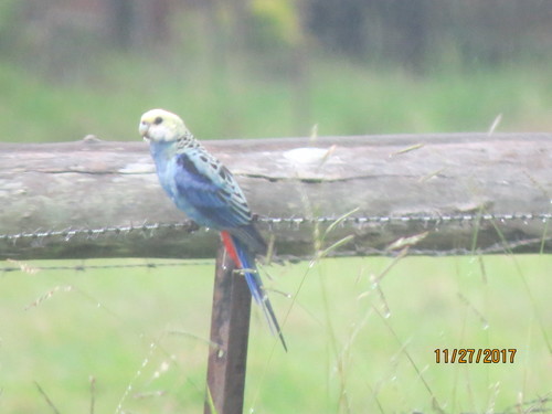 Platycercus adscitus