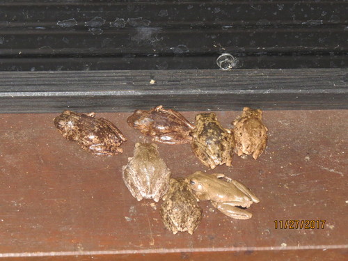 Pengilleyia rothii