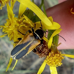 Chauliognathus opacus