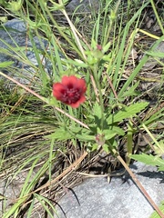 Potentilla thurberi
