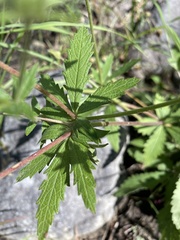 Potentilla thurberi