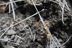 Androsace occidentalis