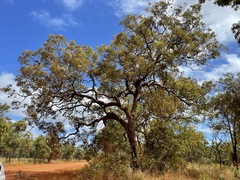 Corymbia novoguinensis