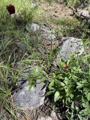 Potentilla thurberi
