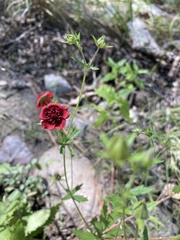 Potentilla thurberi