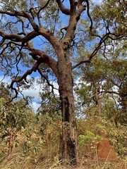 Corymbia novoguinensis