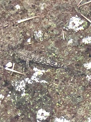 Bathygobius cocosensis