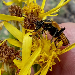 Chauliognathus opacus