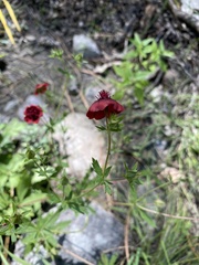 Potentilla thurberi
