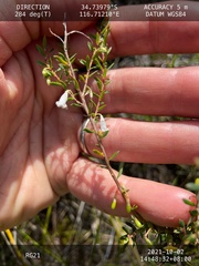 Styphelia pendula