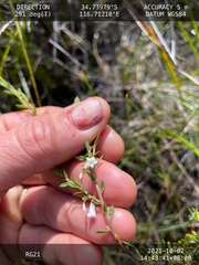 Styphelia pendula