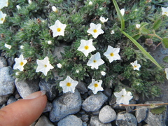 Euploca confertifolia