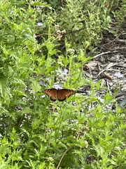 Danaus gilippus
