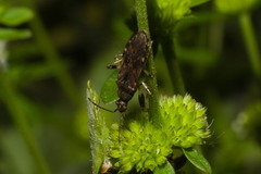 Heteroptera