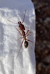 Odontomachus desertorum