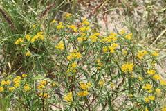 Flaveria ramosissima