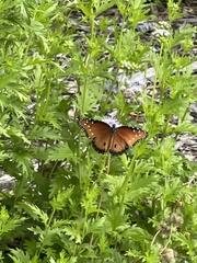 Danaus gilippus