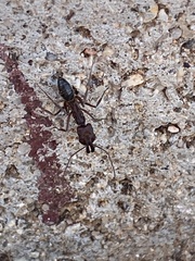 Odontomachus desertorum