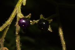 Solanum concinnum