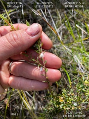 Styphelia pendula