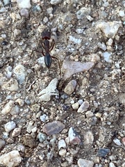 Odontomachus desertorum