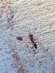 Odontomachus desertorum