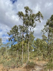 Eucalyptus megasepala