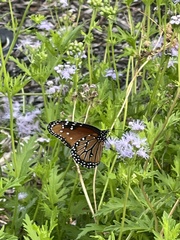 Danaus gilippus
