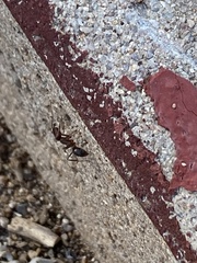 Odontomachus desertorum