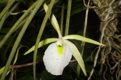 Brassavola tuberculata