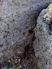 Odontomachus desertorum