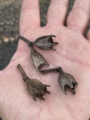 Eucalyptus megasepala