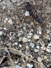 Odontomachus desertorum