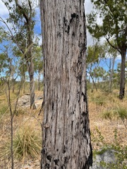 Eucalyptus megasepala